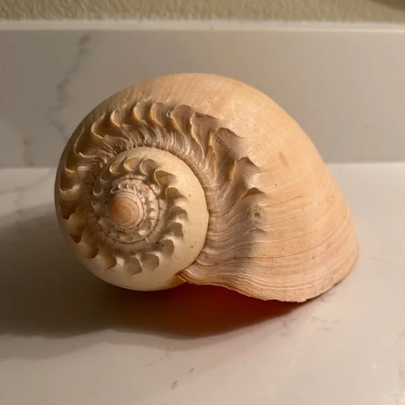 Natural Shell - Picture 1 of 8